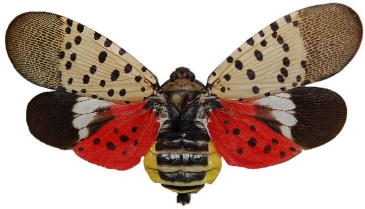 Adult spotted lanternfly image